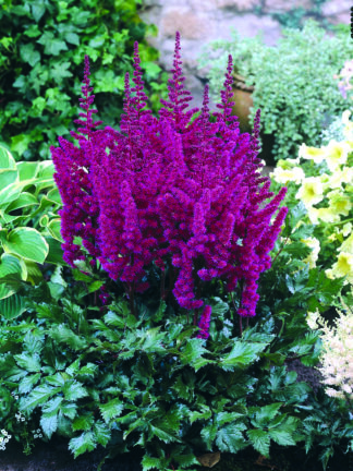 Astilbe Visions in Red