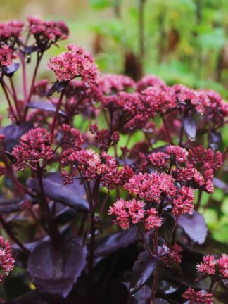 Sedum Purple Emperor