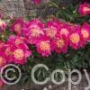 Paeonia Sword Dance