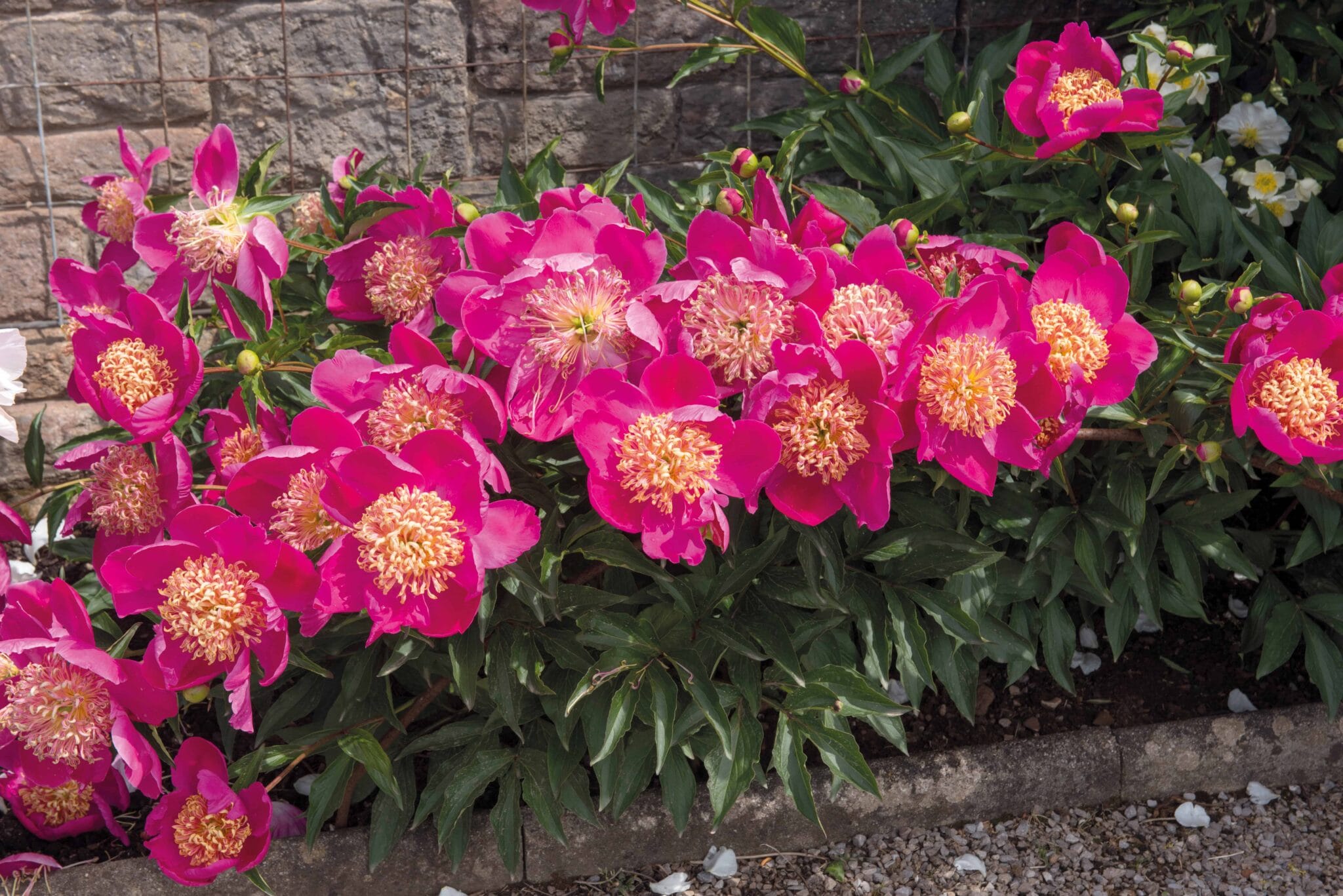 Paeonia Sword Dance