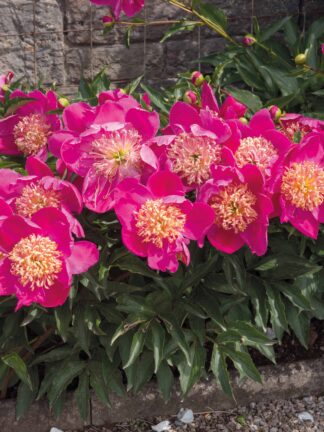 Paeonia Sword Dance