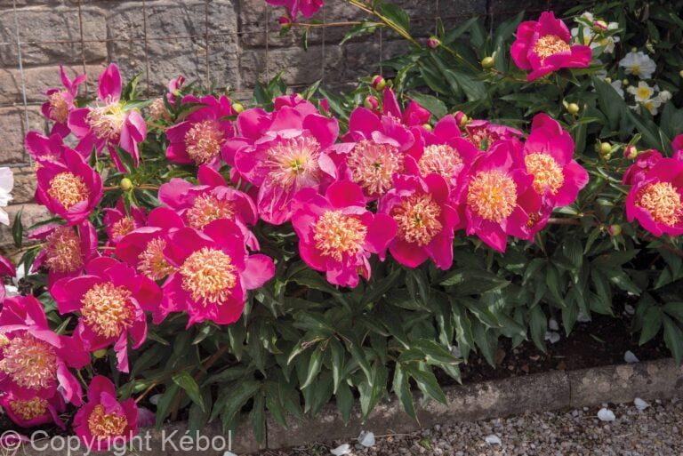 Paeonia Sword Dance