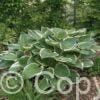 Hosta Francee