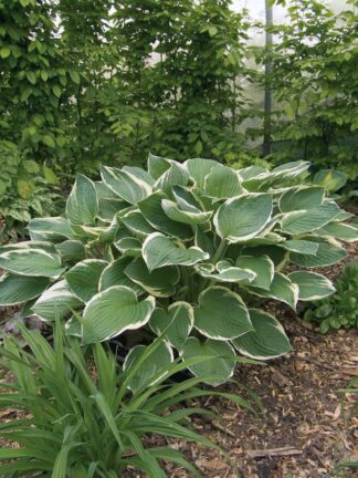 Hosta Francee