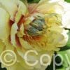 Paeonia Prairie Charm