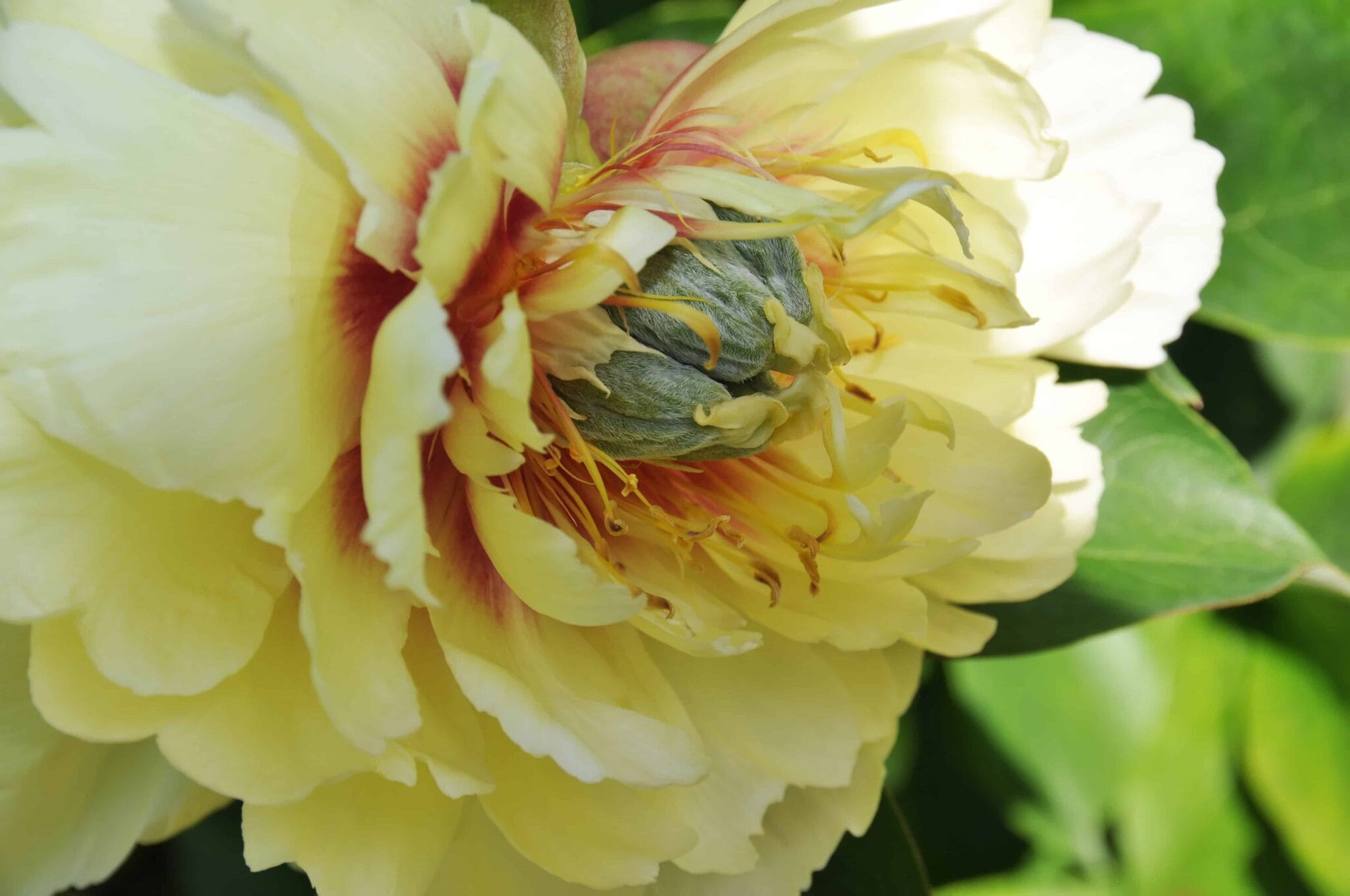 Paeonia Prairie Charm