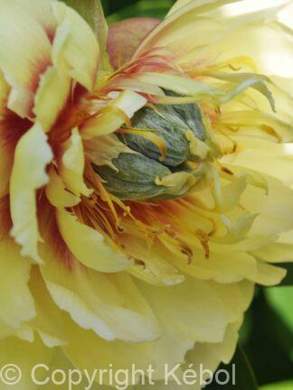 Paeonia Prairie Charm