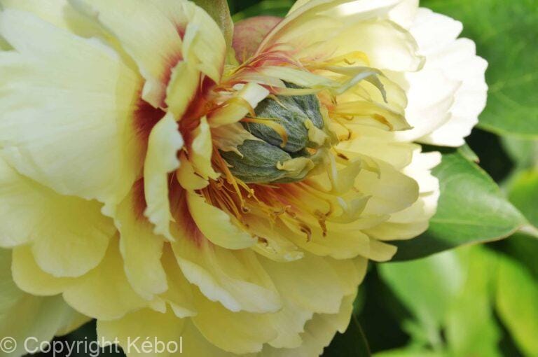 Paeonia Prairie Charm