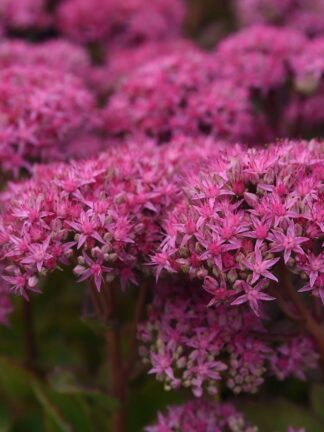 Sedum Carl