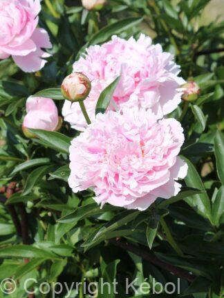 Paeonia Pink Jewel