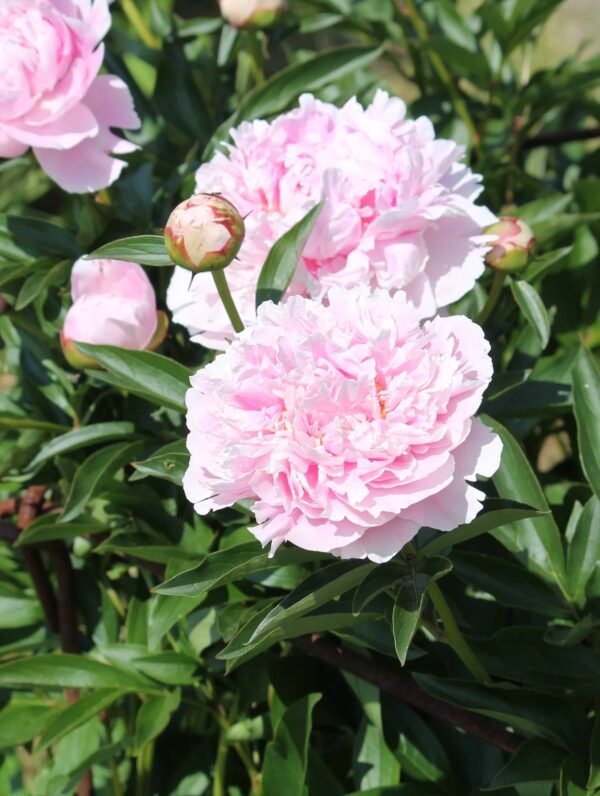 Paeonia Pink Jewel