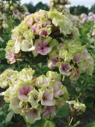 Phlox Paniculata Sherbet Blend