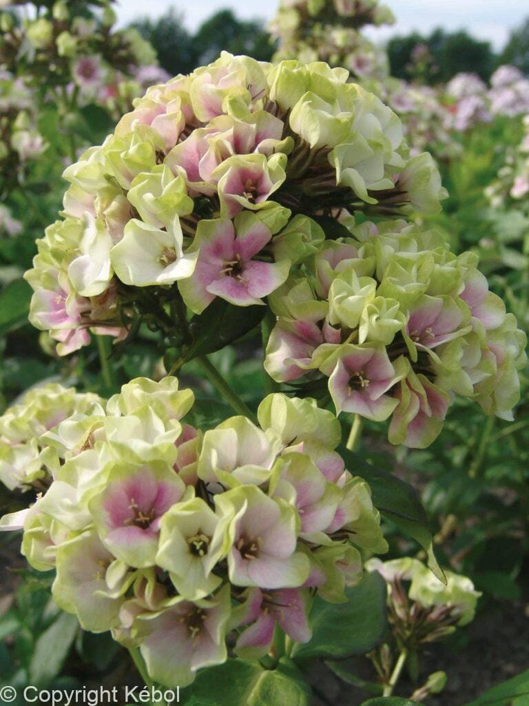 Phlox Paniculata Sherbet Blend