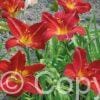 Hemerocallis Anzac