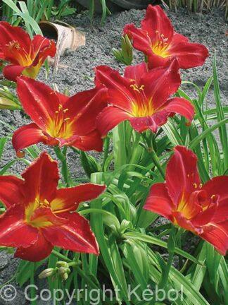 Hemerocallis Anzac
