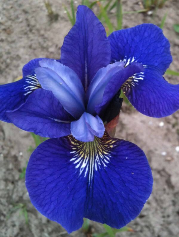 Iris Blue Bird Wine