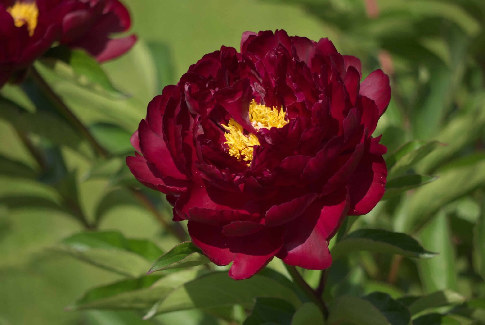 Paeonia Francois Ortegat