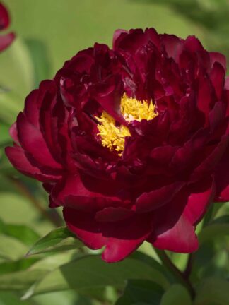 Paeonia Francois Ortegat