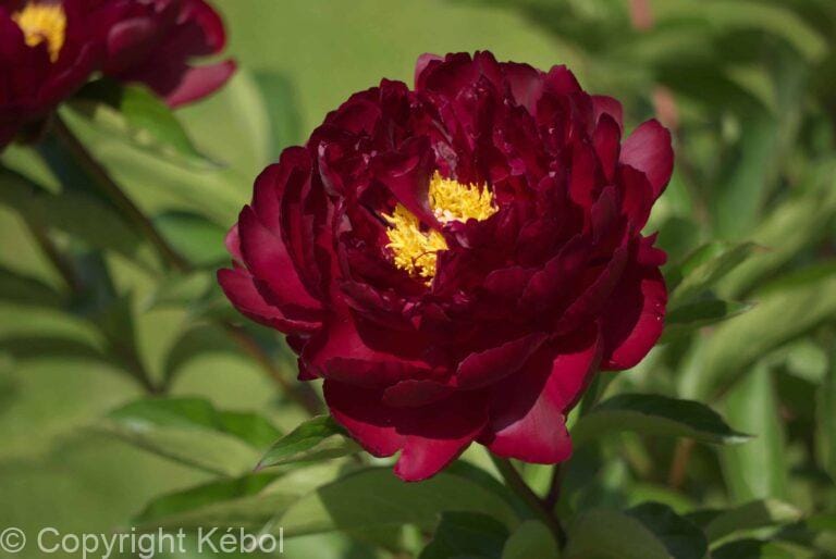 Paeonia Francois Ortegat
