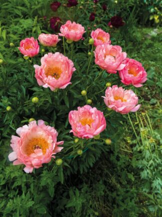 Paeonia Coral Charm