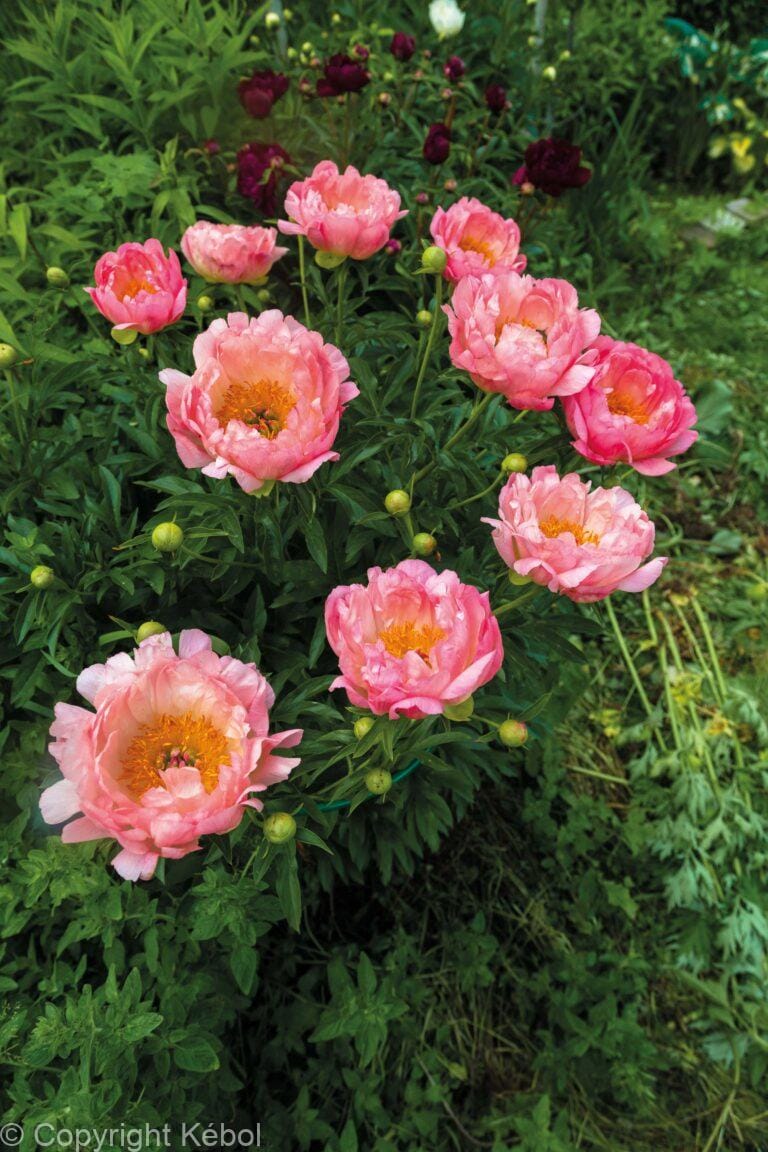 Paeonia Coral Charm