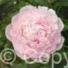 Paeonia Nancy Nora