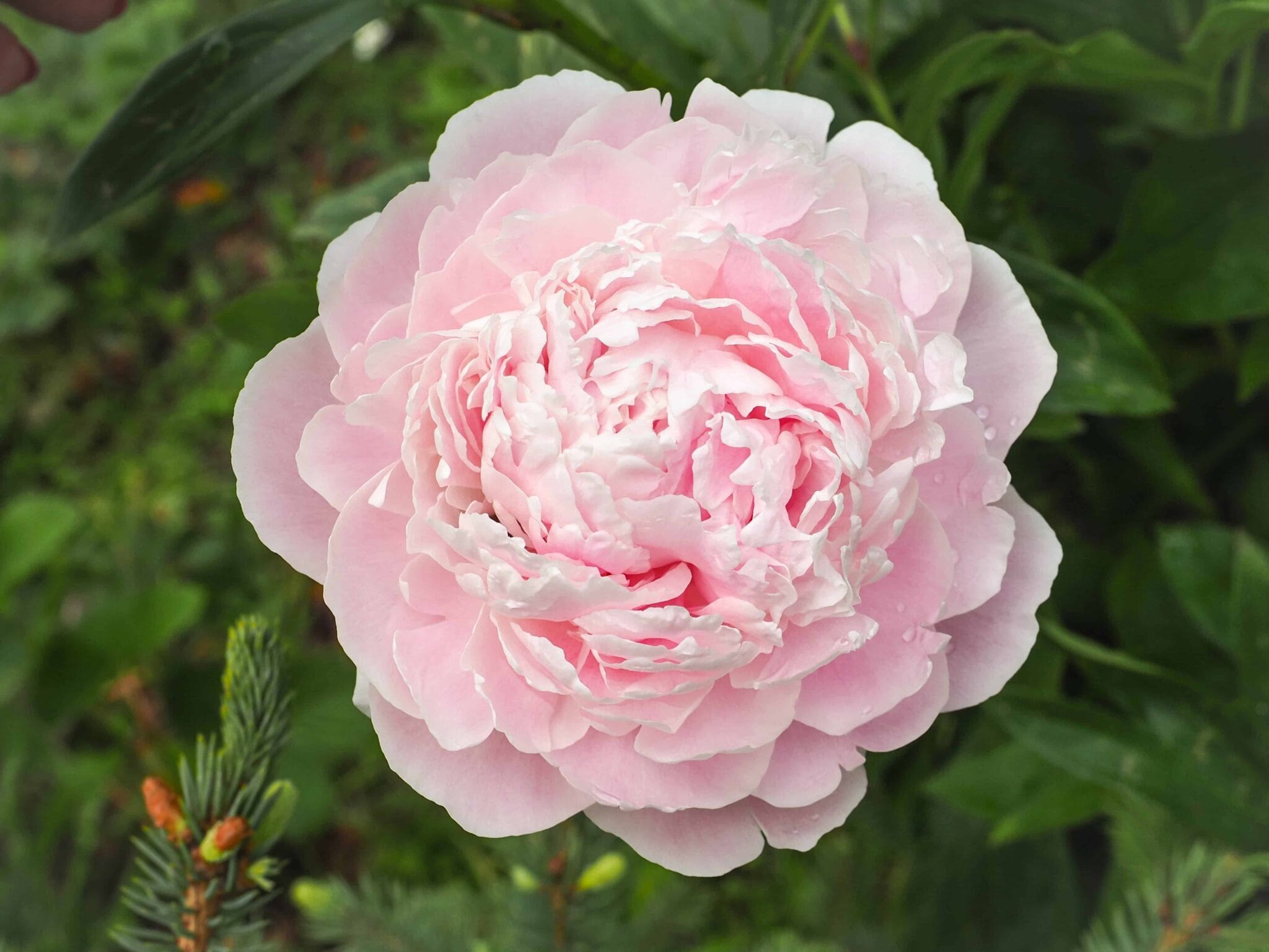 Paeonia Nancy Nora