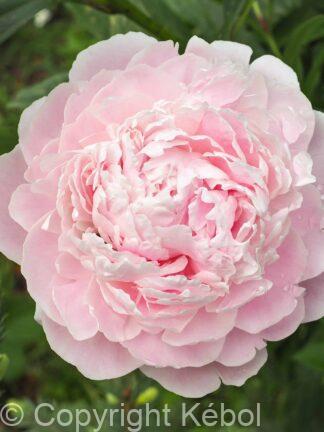 Paeonia Nancy Nora