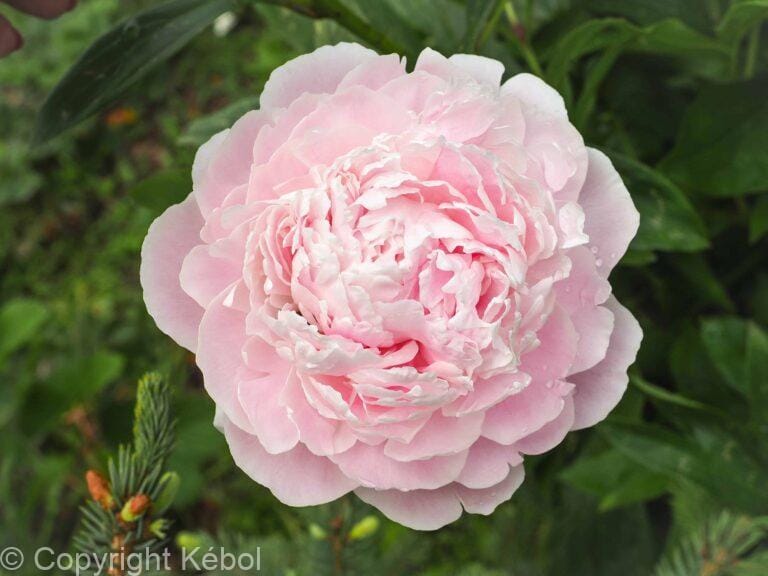 Paeonia Nancy Nora