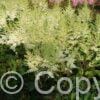 Astilbe Mighty Plonie