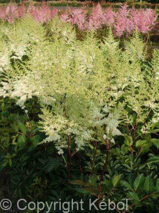 Astilbe Mighty Plonie