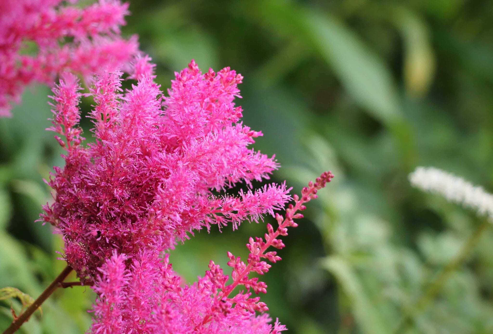Astilbe Younique Ruby Red