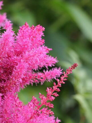 Astilbe Younique Ruby Red