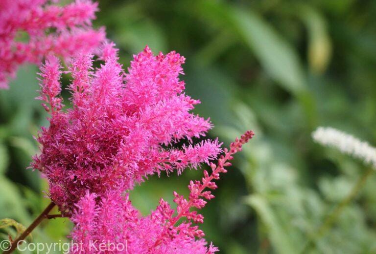 Astilbe Younique Ruby Red