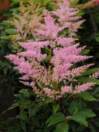 Astilbe Younique Silvery Pink