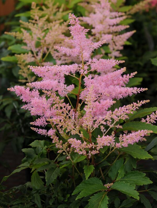 Astilbe Younique Silvery Pink