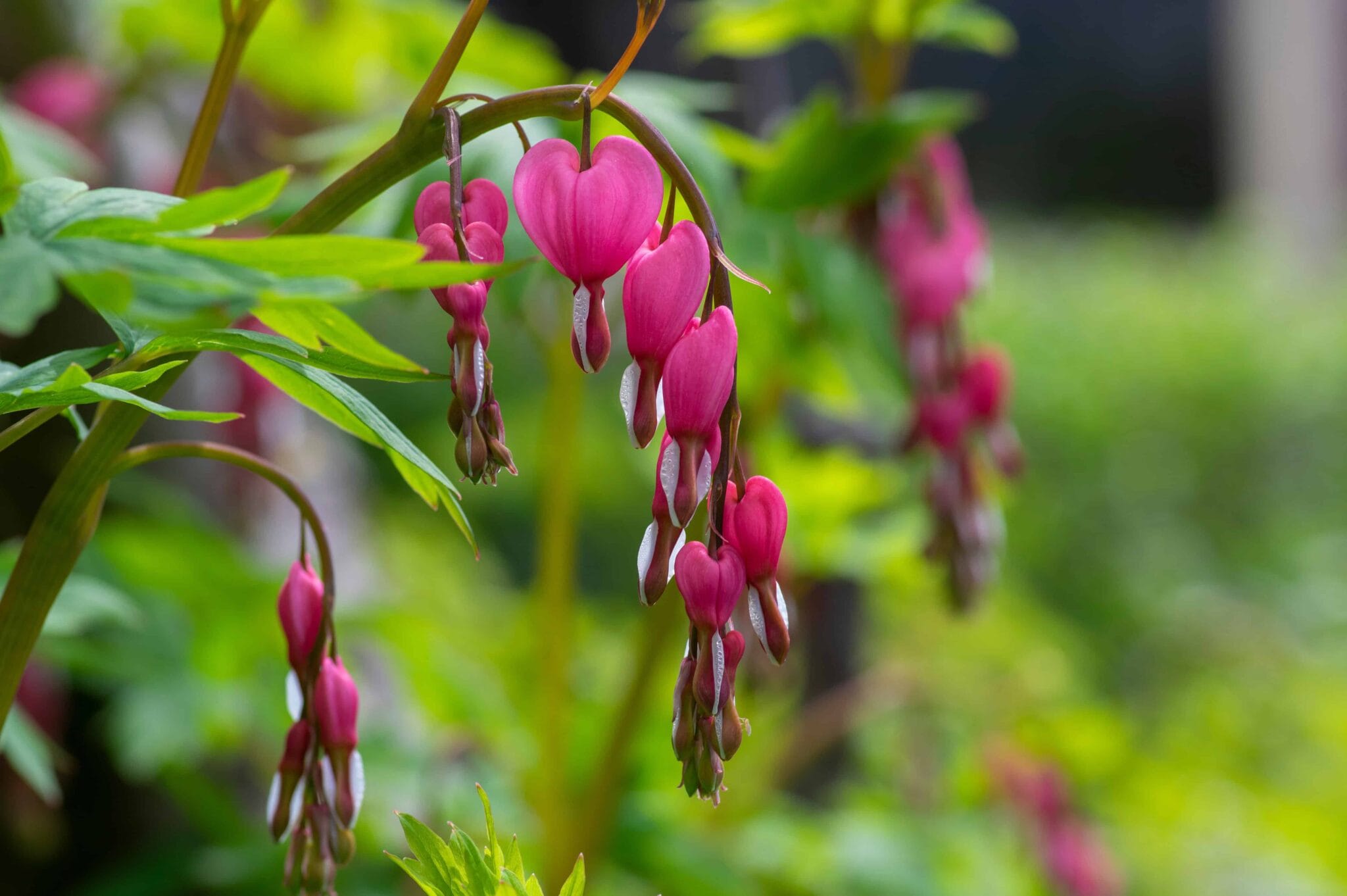 Dicentra King of Hearts