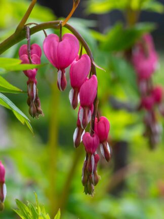 Dicentra King of Hearts
