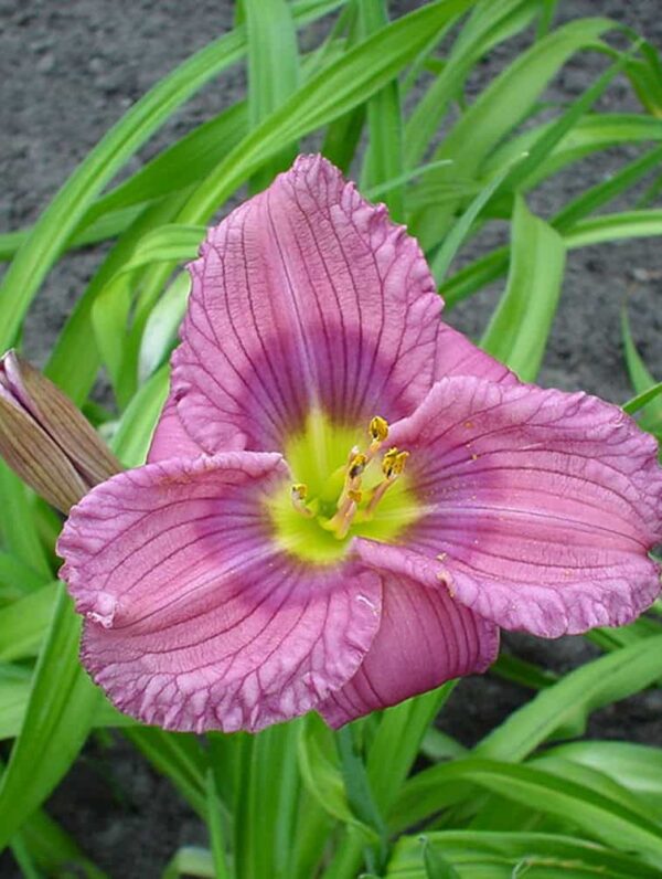 Hemerocallis Siloam New Toy