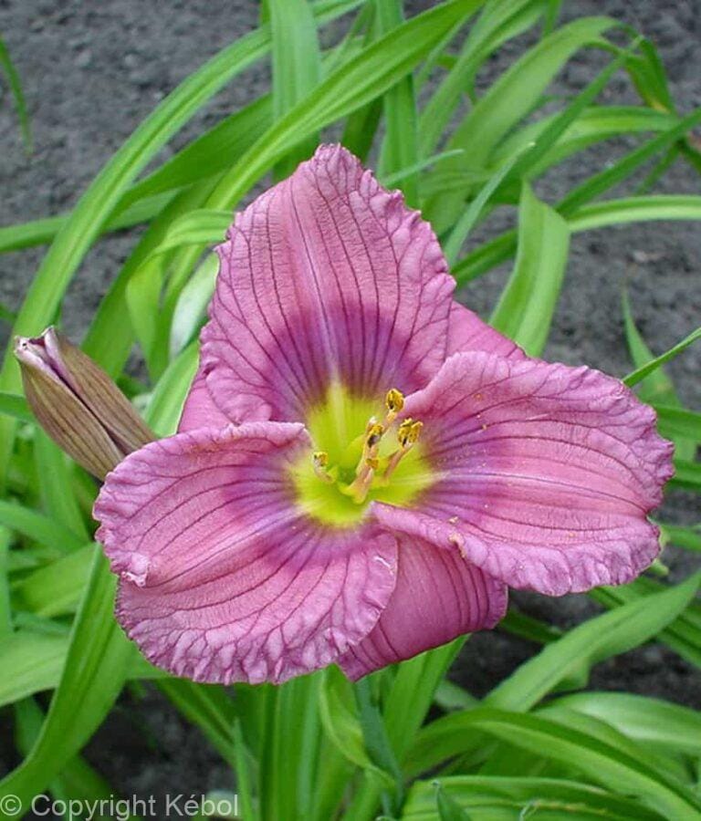 Hemerocallis Siloam New Toy