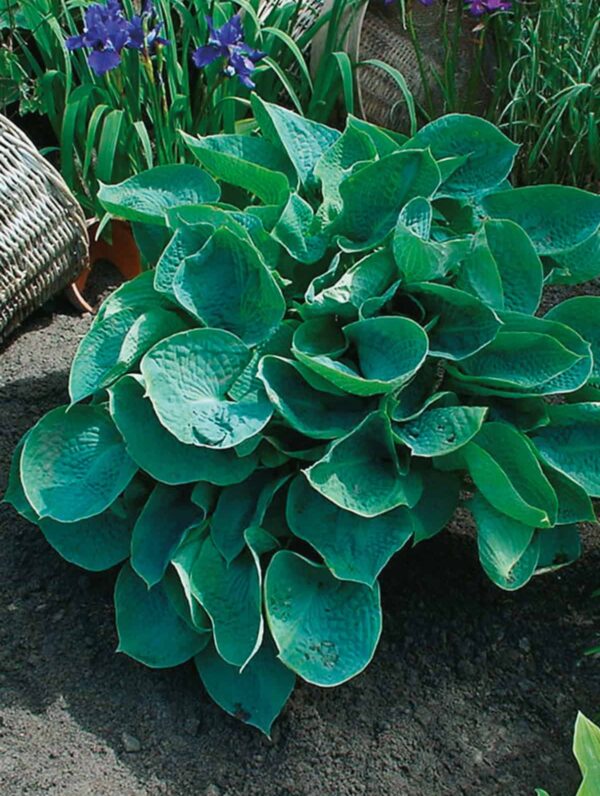 Hosta Abiqua Drinking Gourd