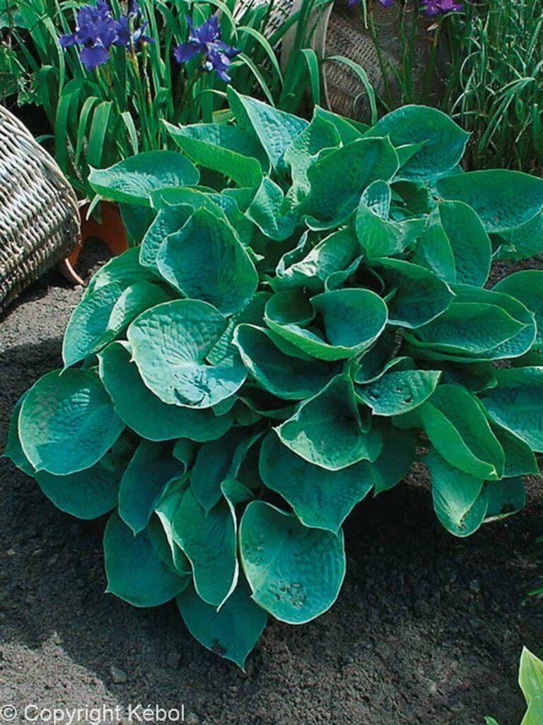 Hosta Abiqua Drinking Gourd
