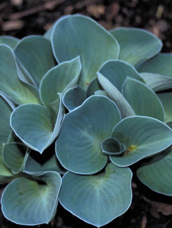 Hosta Blue Mouse Ears