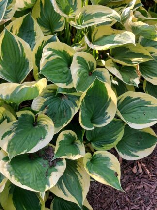 Hosta Twilight