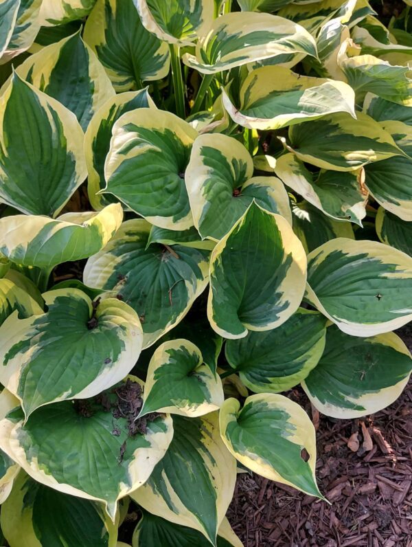 Hosta Twilight