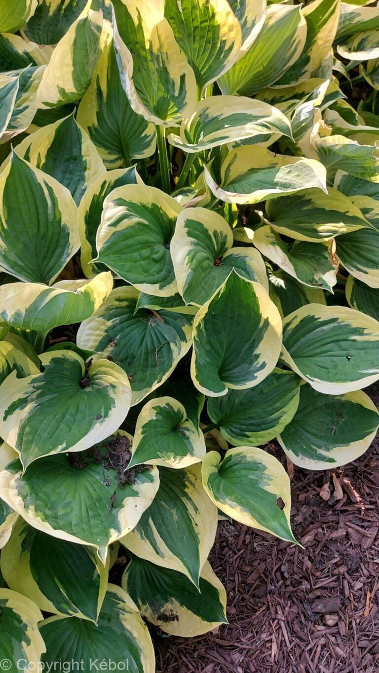 Hosta Twilight