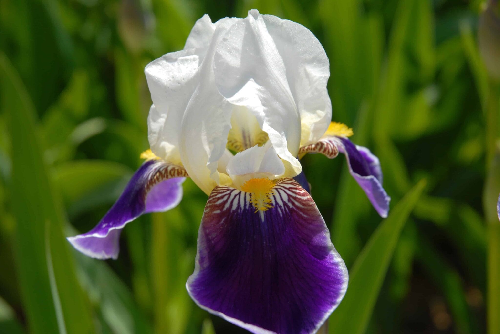 Iris Burgemeister