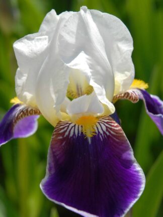 Iris Burgemeister