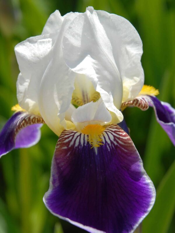 Iris Burgemeister