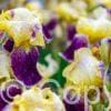 Iris Colette Thurillet